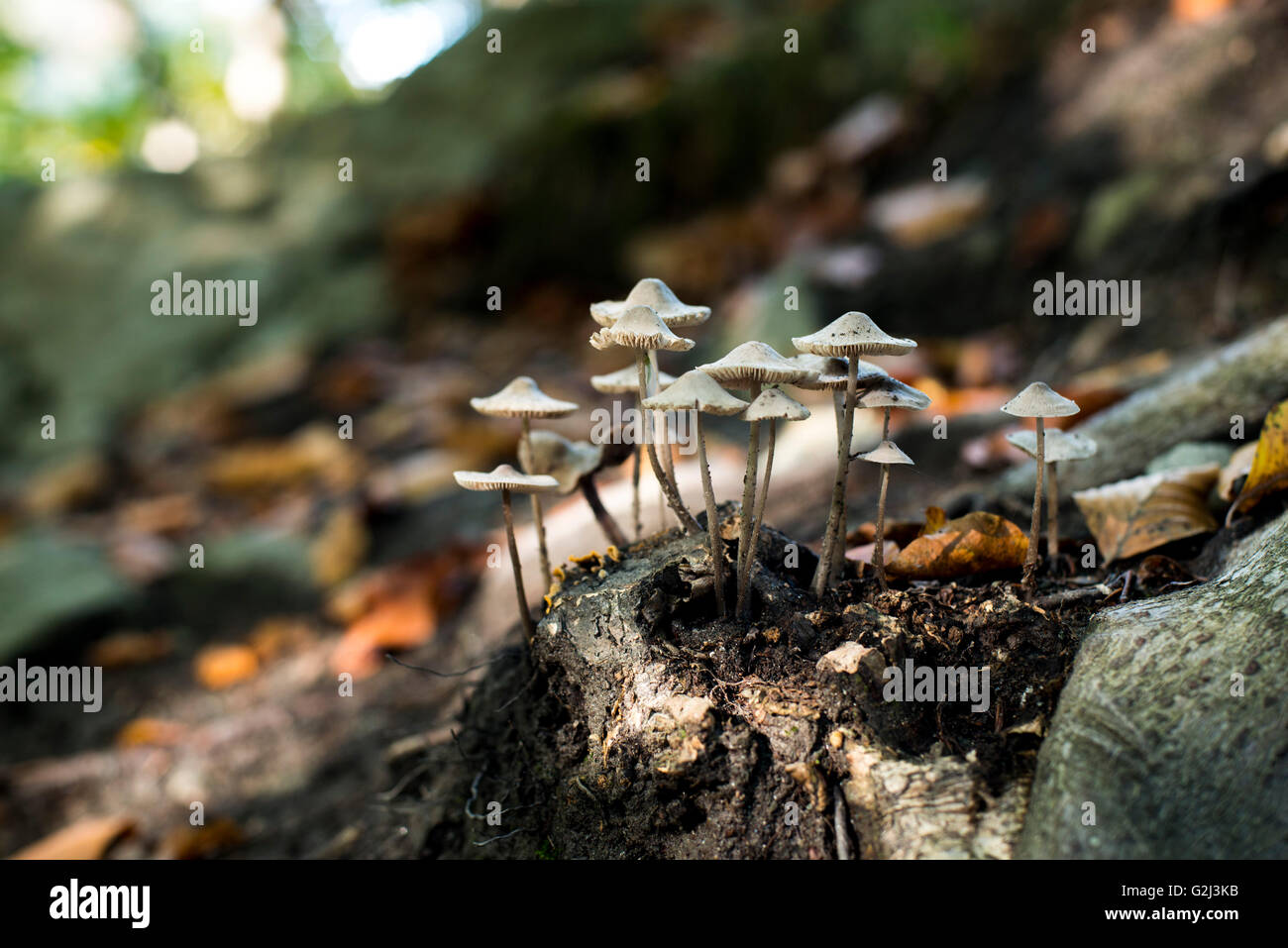 Wild Mushrooms in Woods Stock Photo