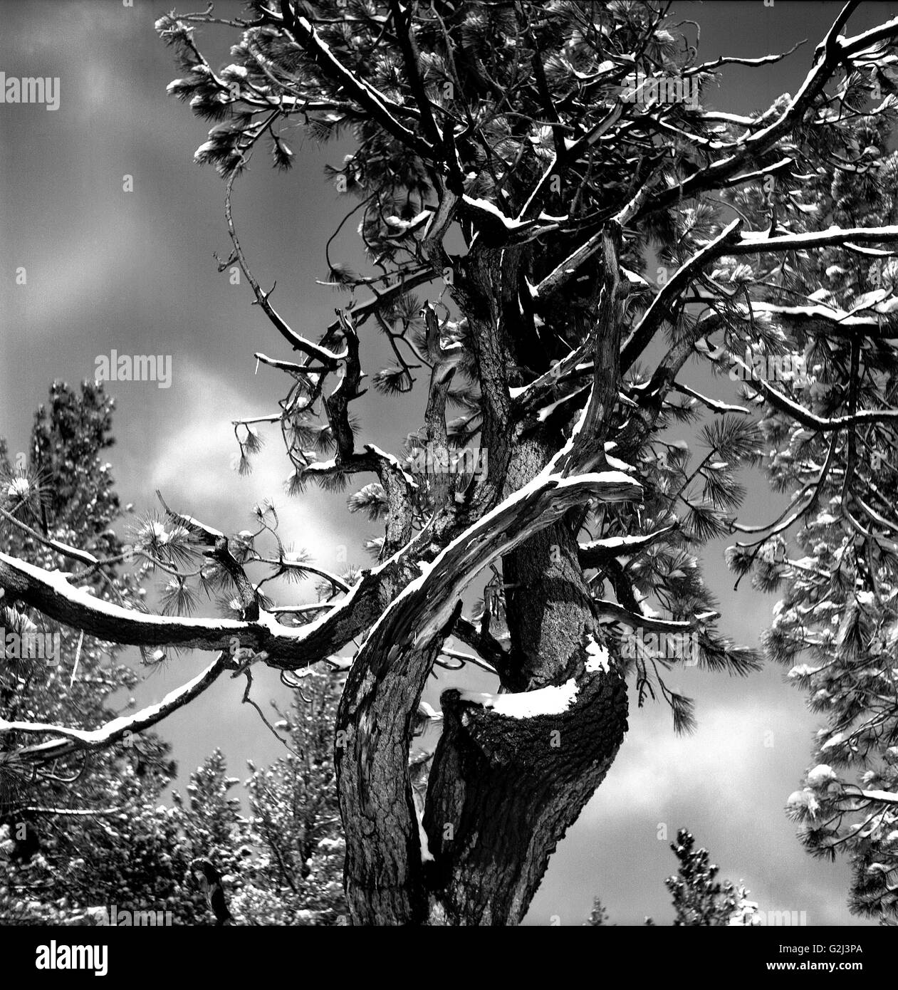 Tree low angle view Black and White Stock Photos & Images - Alamy