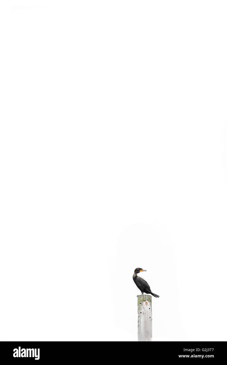 Bird on Post Stock Photo - Alamy