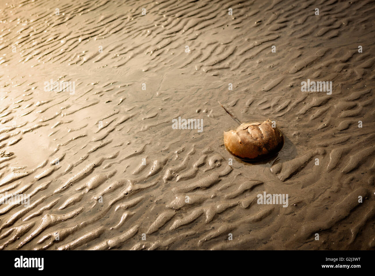 Horseshoe Crab on Beach, Stratford, Connecticut, USA Stock Photo Alamy