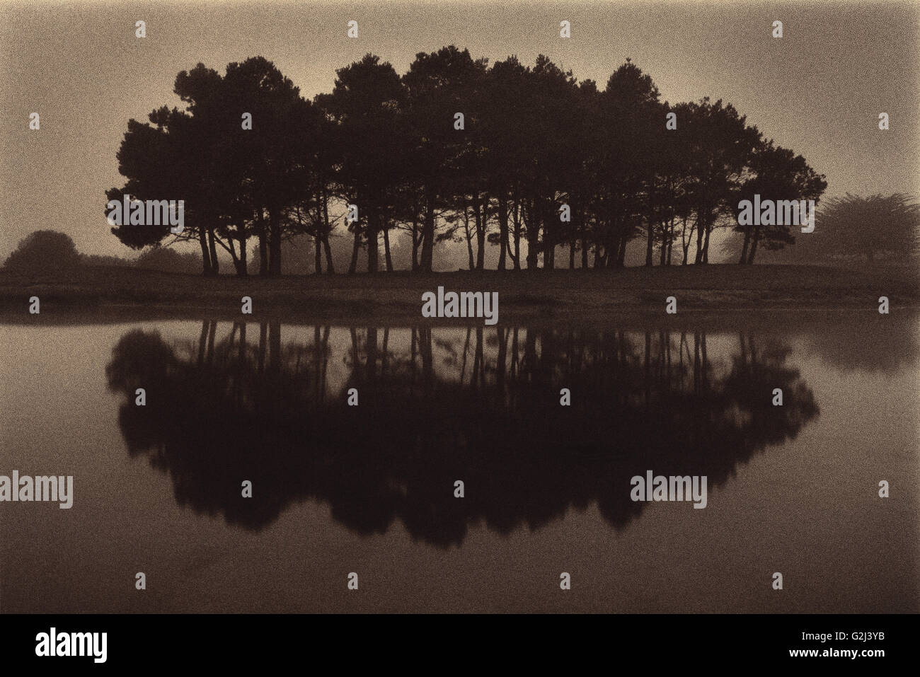 Trees reflecting hi-res stock photography and images - Alamy