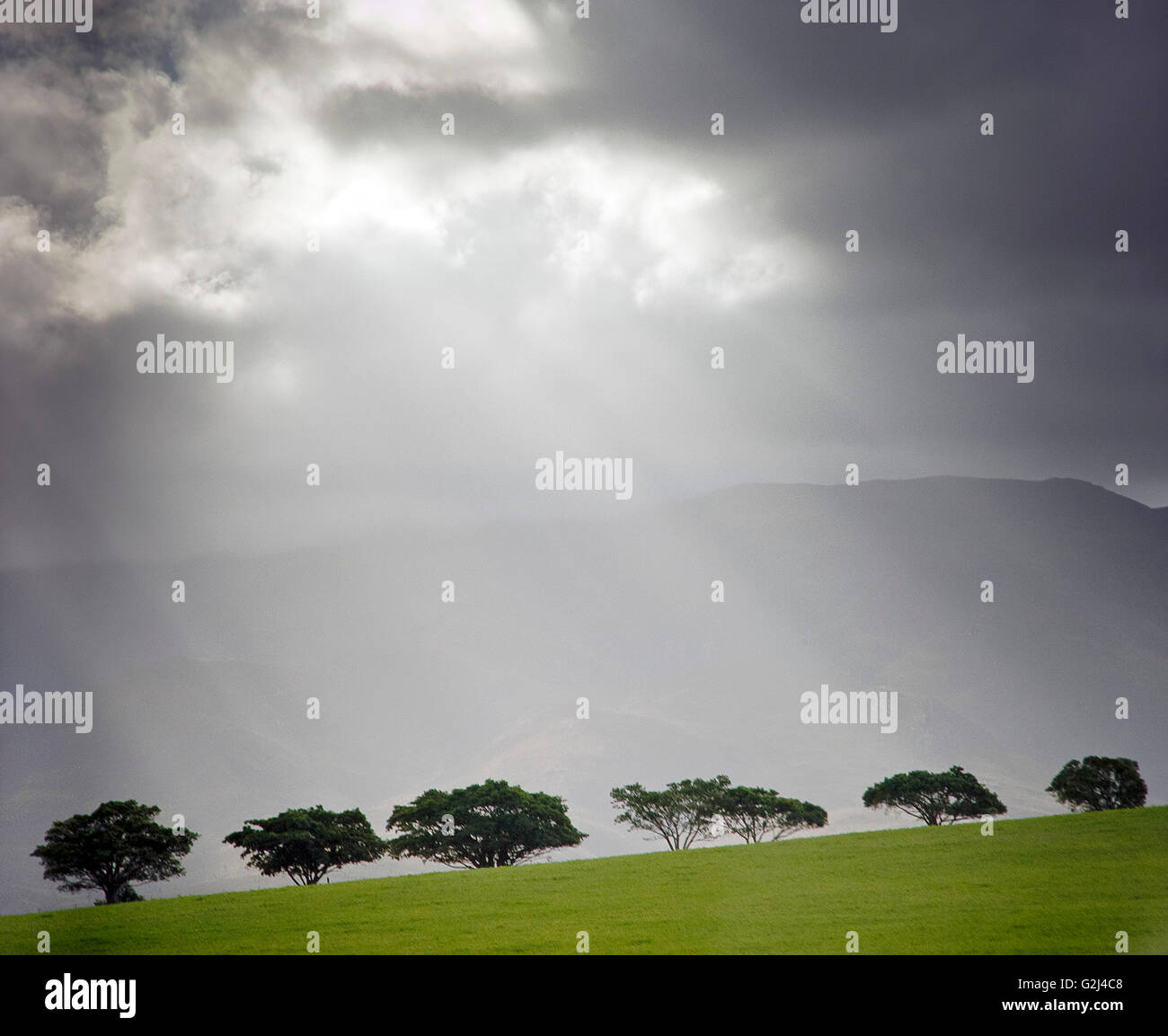 Rays of Light Shining Down Through Clouds on Row of Trees Stock Photo