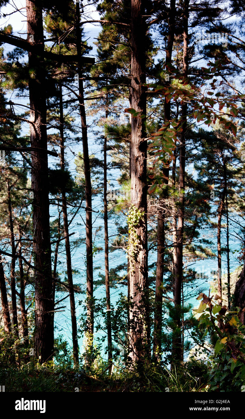 Dense Trees With Bay of Biscay in Background, Ondarroa, Spain Stock Photo