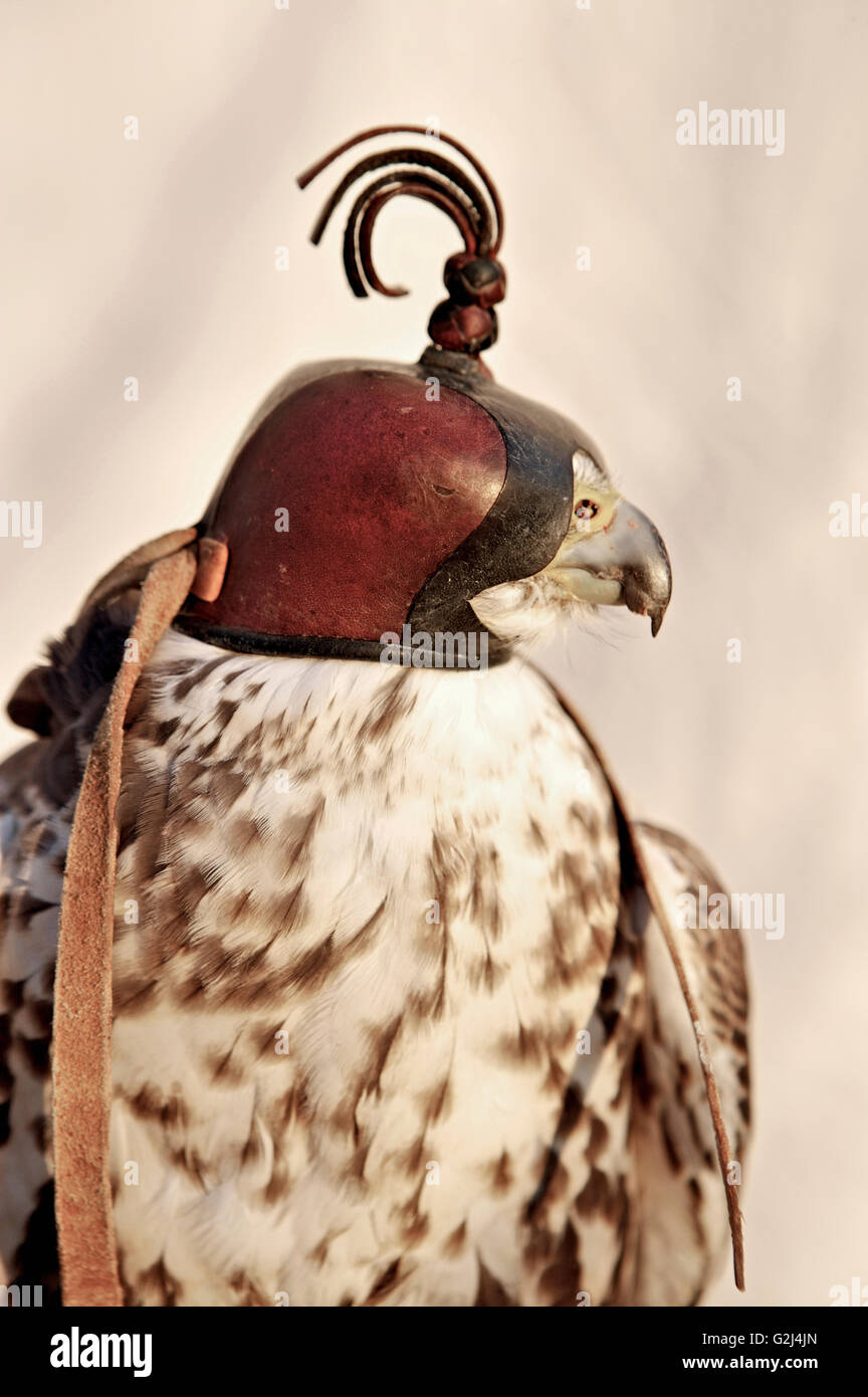 Falcon with Mask Stock Photo - Alamy