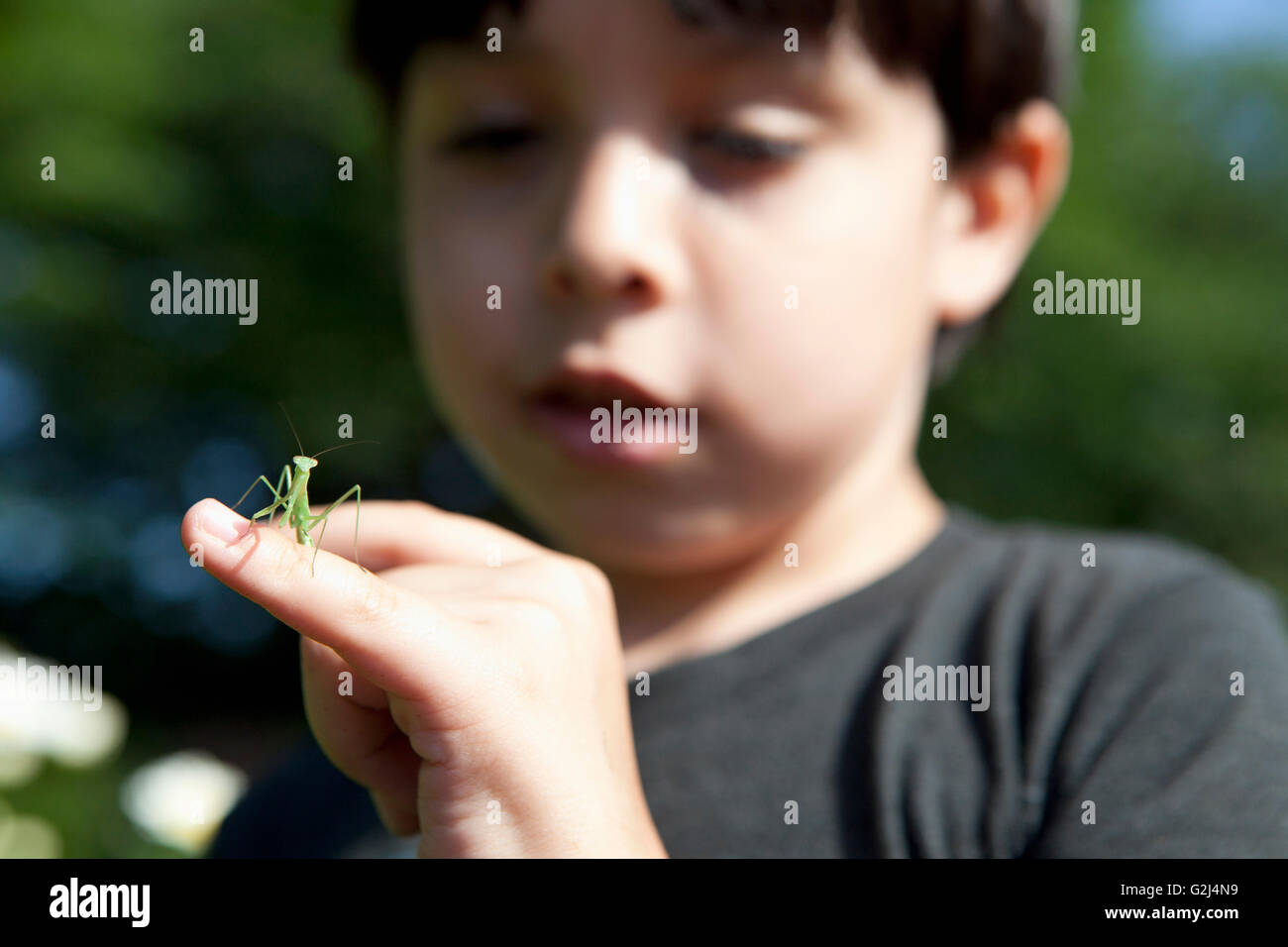 Praying mantis crawling hires stock photography and images Alamy