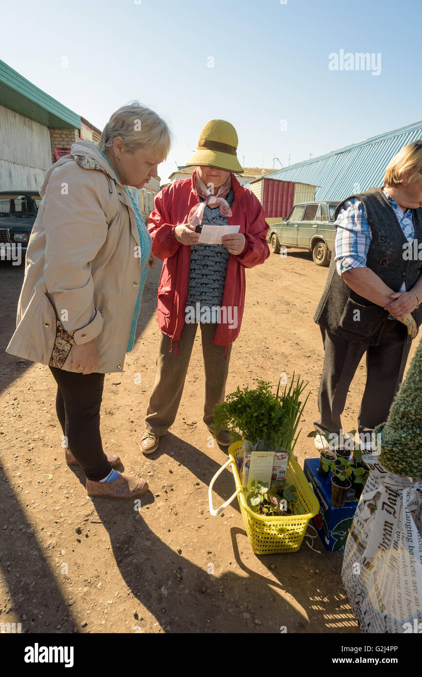 An elderly woman sells home grown vegetable seedlings for keen gardeners from her garden stall in Russia Stock Photo