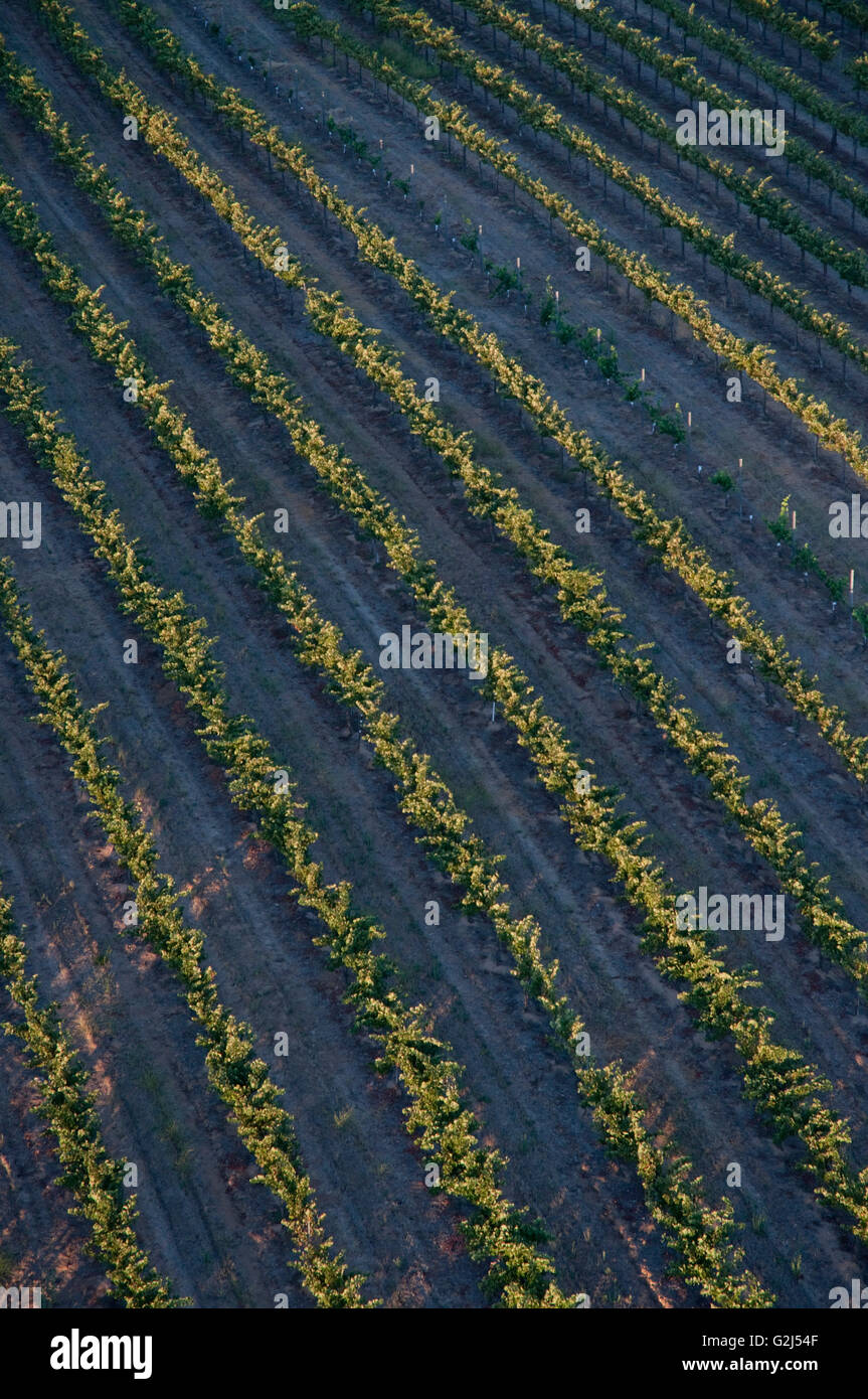 Rows of Grape Vines, High Angle View, Temecula, California, USA Stock