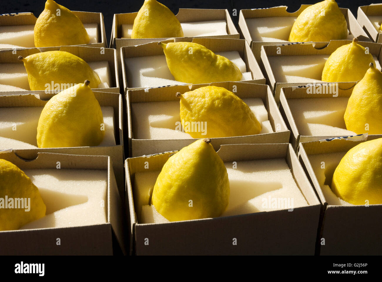 Several Yellow Etrog Fruits Stock Photo