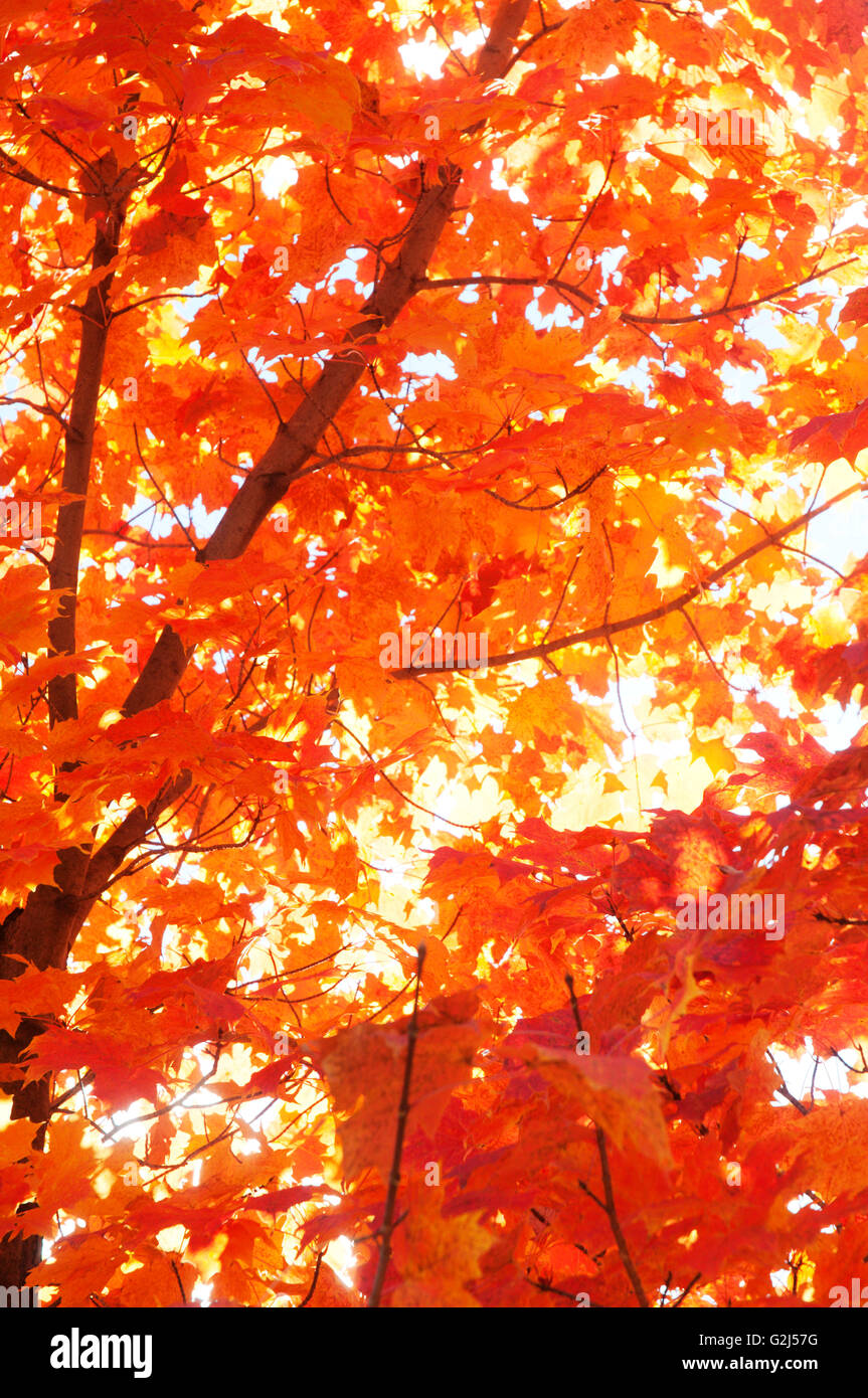 Orange Autumn Leaves on Tree, Low Angle View, Vermont, USA Stock Photo