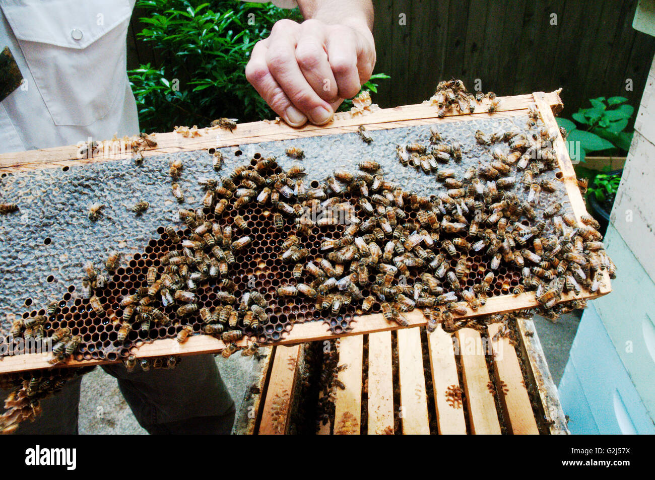 Bee Keeper Holding a Honey Frame Covered with Bees Stock Photo