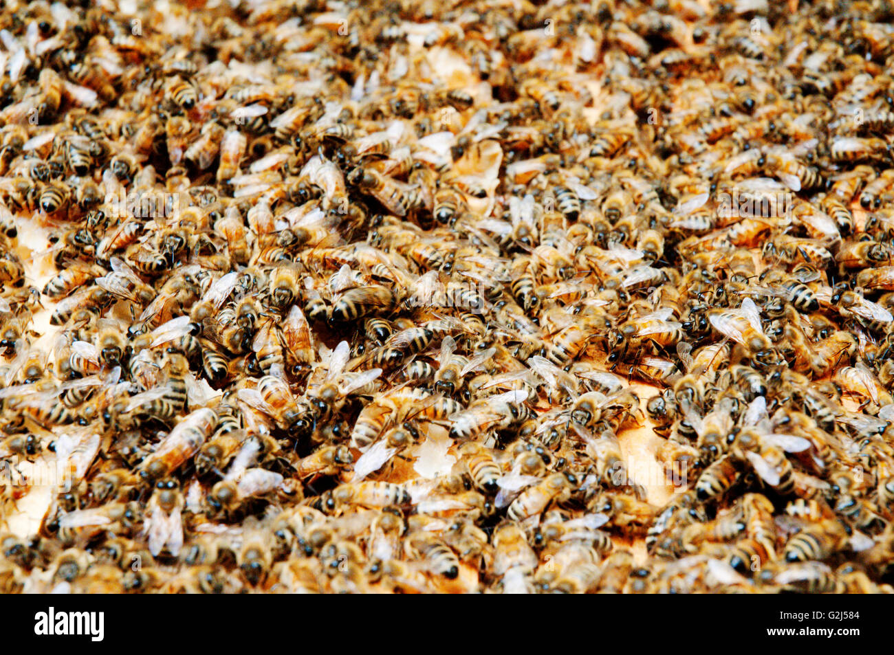 Swarm of Honey Bees on Hive Frame Stock Photo