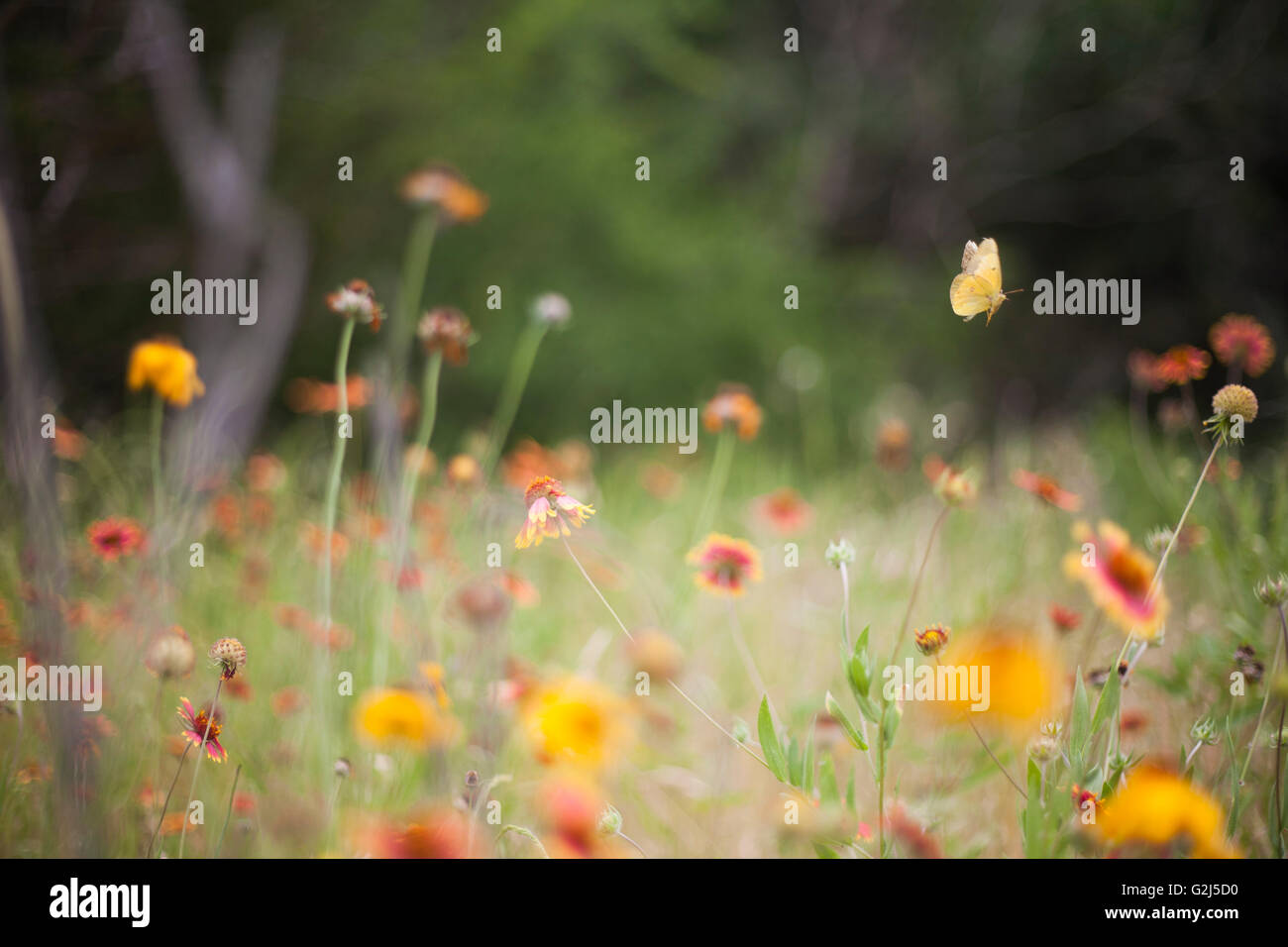 Indian wildflowers hi-res stock photography and images - Alamy