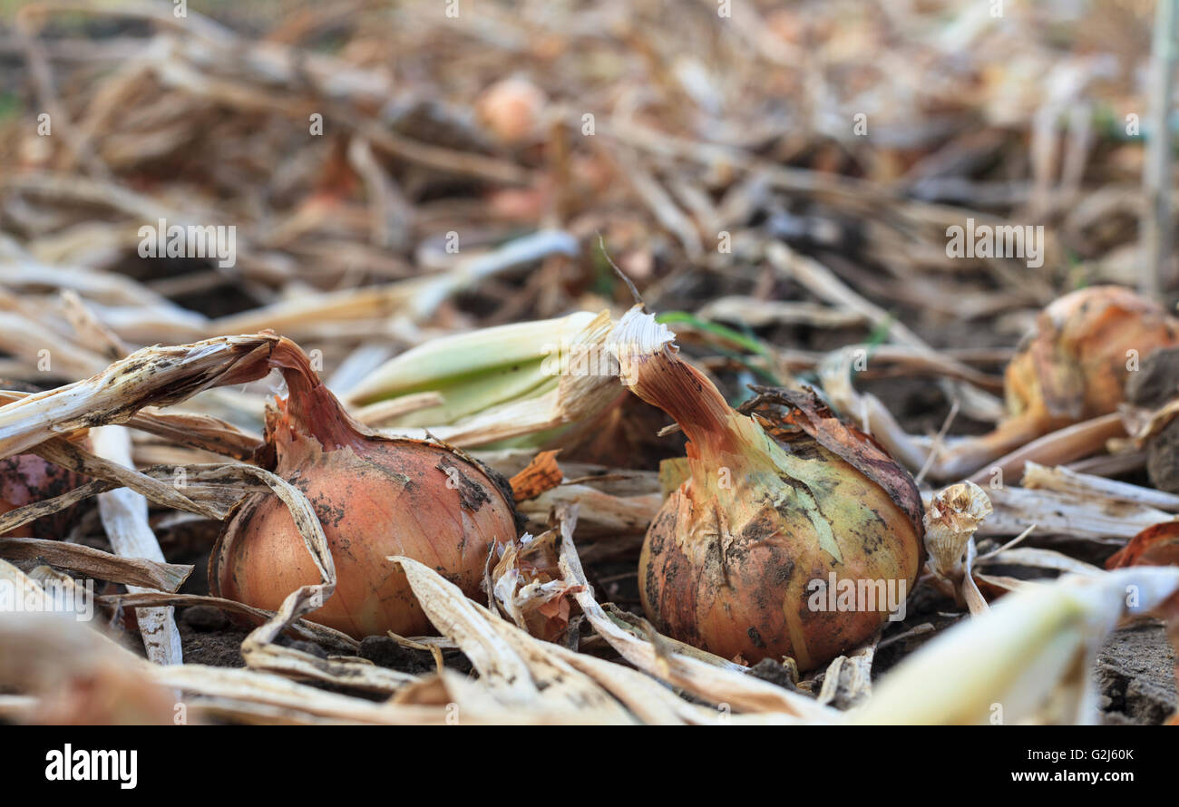 Mature yellow onion field hi-res stock photography and images - Alamy