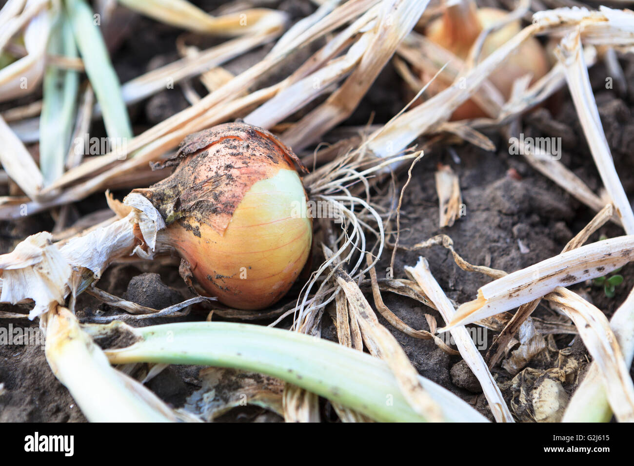 Mature growth onion field hi-res stock photography and images - Alamy