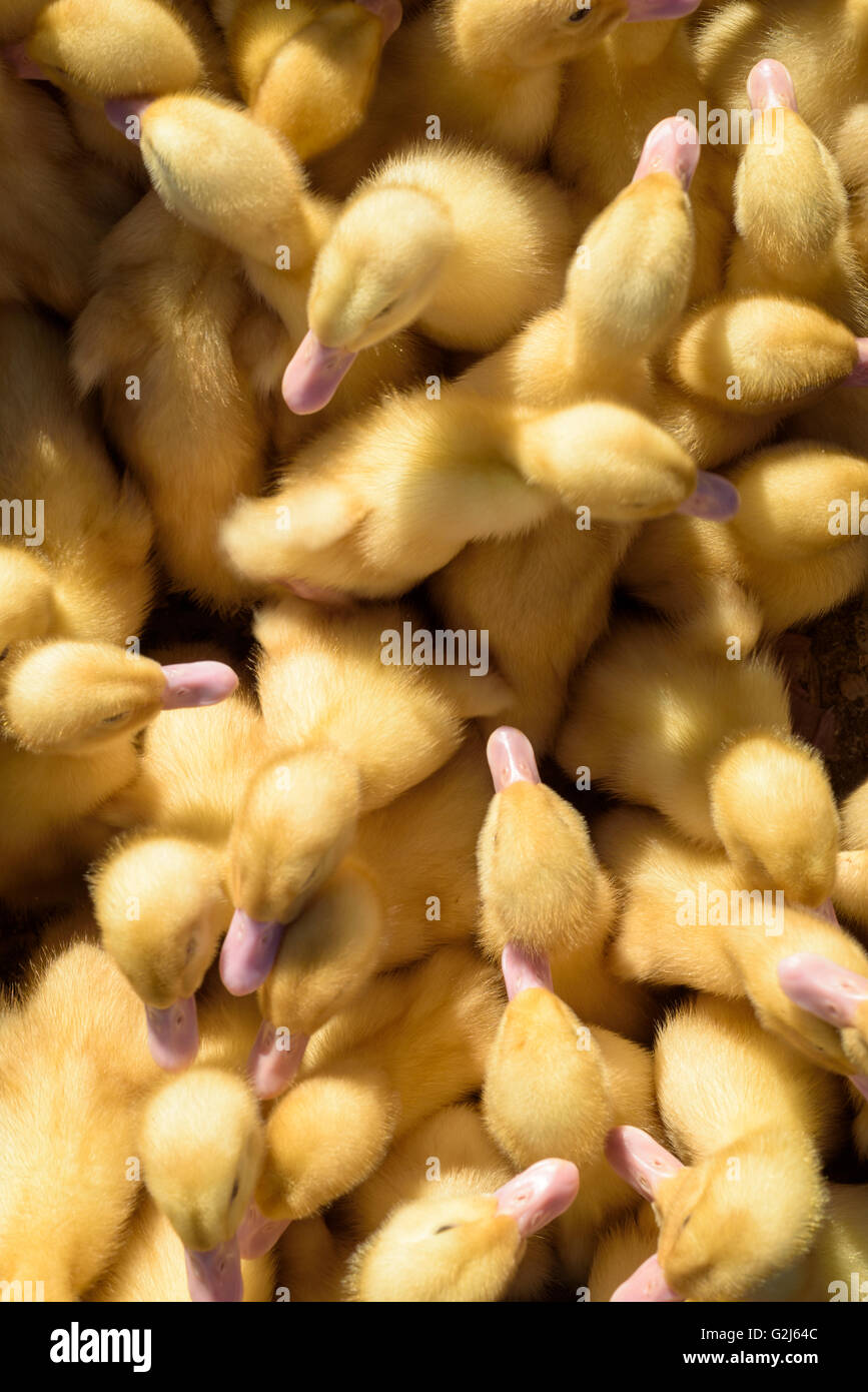 Young broiler chicks for sale at a local market in Russia Stock Photo