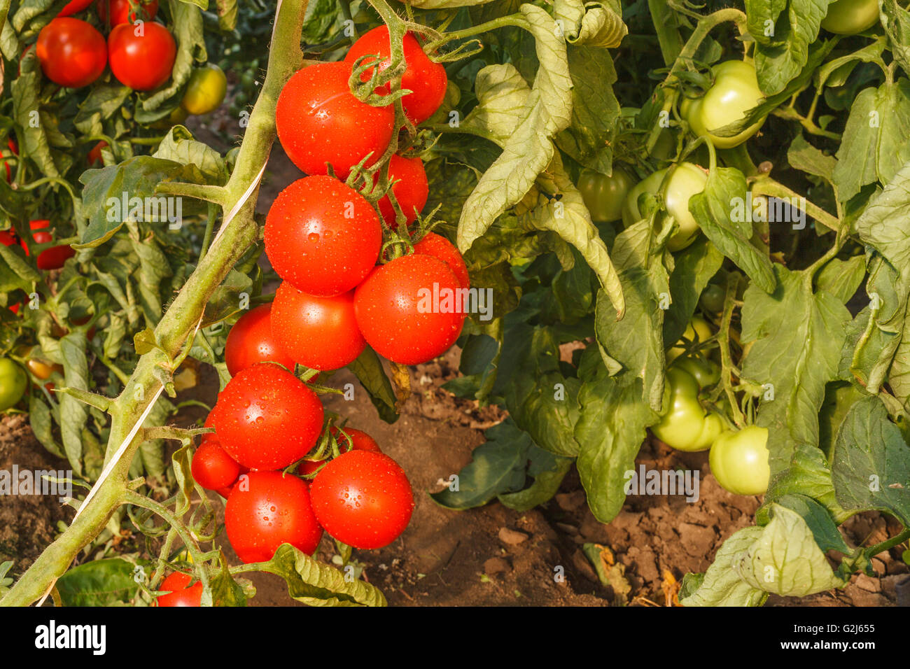 Tomato culture with red and green tomato Stock Photo - Alamy