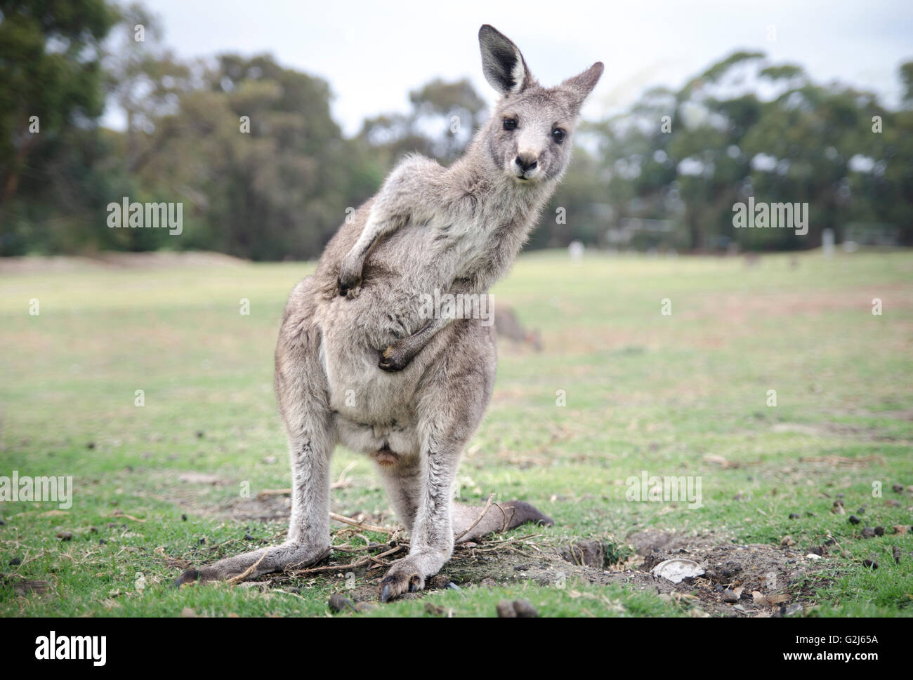 Funny kangaroo hi-res stock photography and images - Alamy