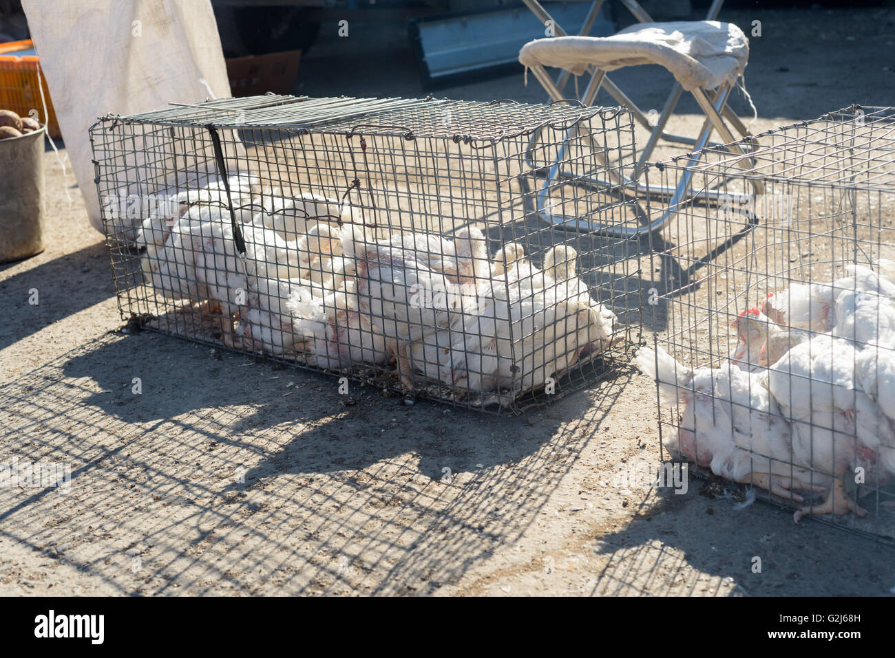 Caged white broiler chickens for sale at a market stall in cages in