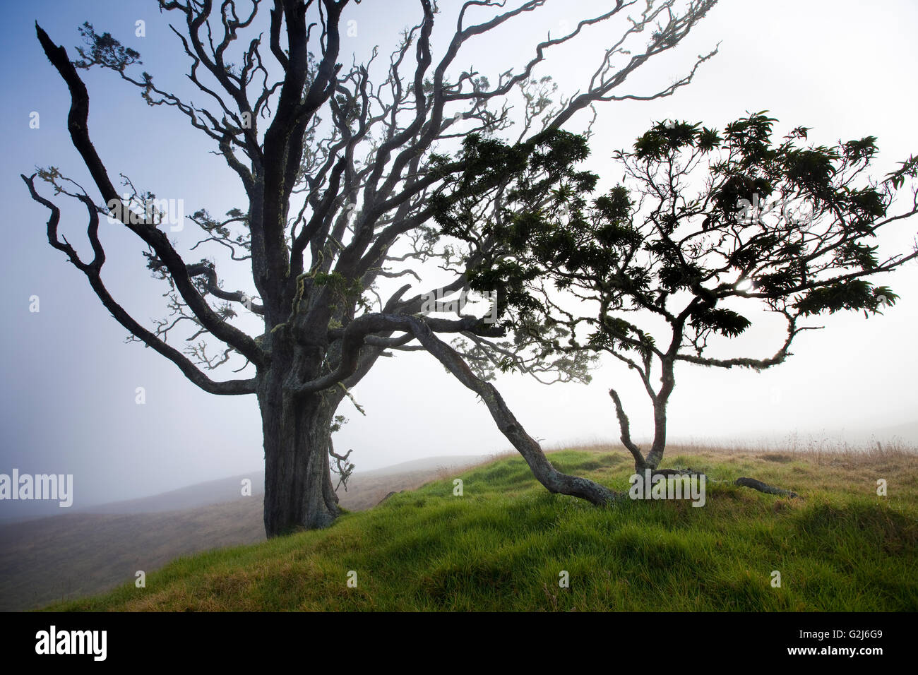 Mother Trees, old growth, Hawaiian Legacy Hardwood, Kukaiau Stock Photo