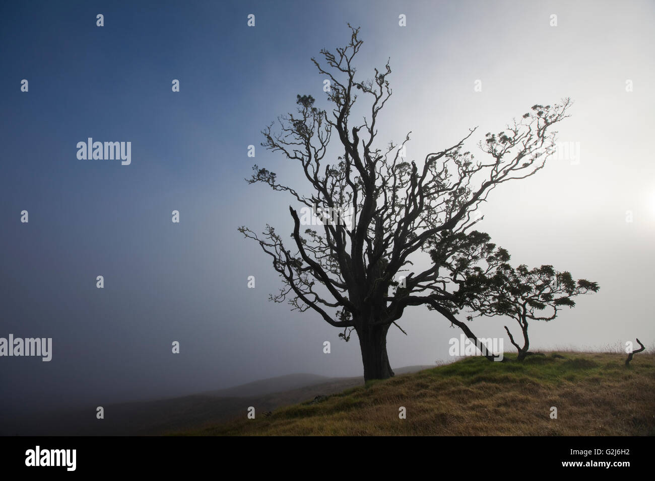 Mother Trees, old growth, Hawaiian Legacy Hardwood, Kukaiau Stock Photo