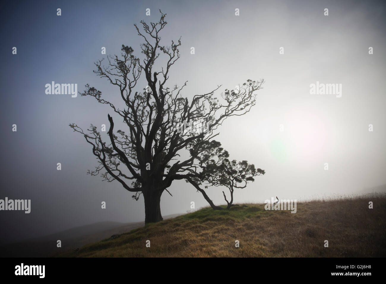 Mother Trees, old growth, Hawaiian Legacy Hardwood, Kukaiau Stock Photo
