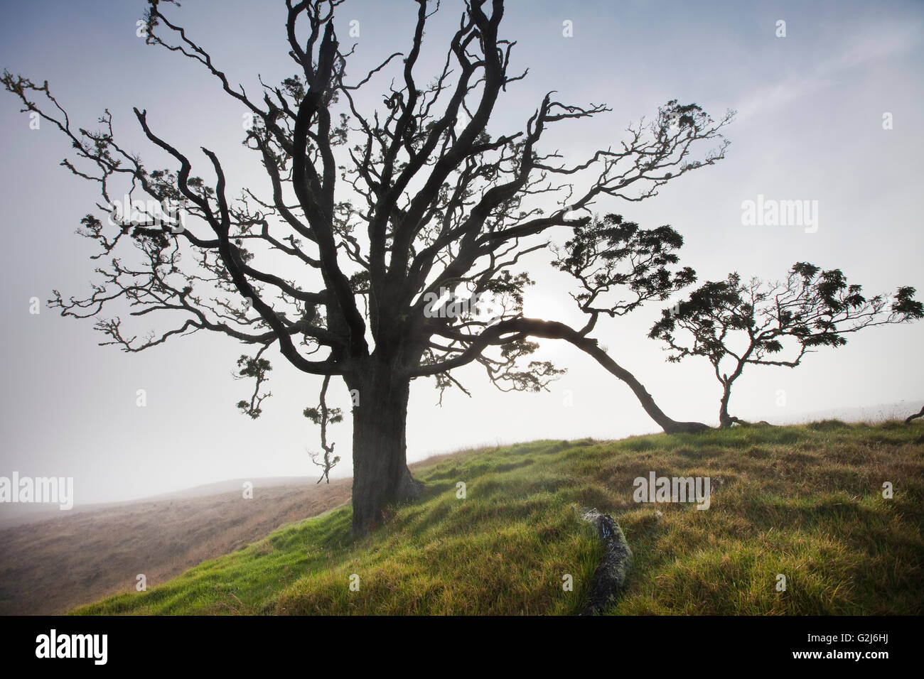 Mother Trees, old growth, Hawaiian Legacy Hardwood, Kukaiau Stock Photo