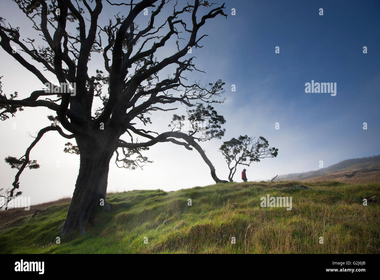 Mother Trees, old growth, Hawaiian Legacy Hardwood, Kukaiau Stock Photo