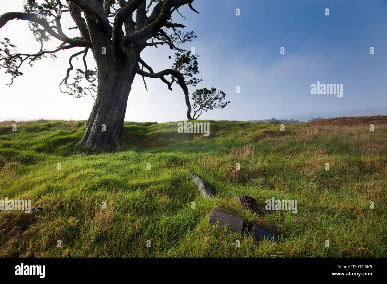 Mother Trees, old growth, Hawaiian Legacy Hardwood, Kukaiau Stock Photo