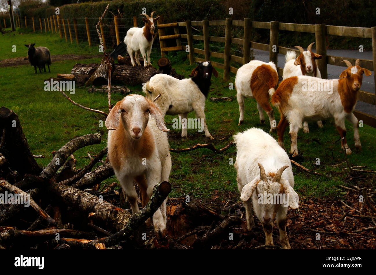 Domestic, Boer Goats enjoying life at Ullacombe farm shop on Dartmoor in Devon Stock Photo