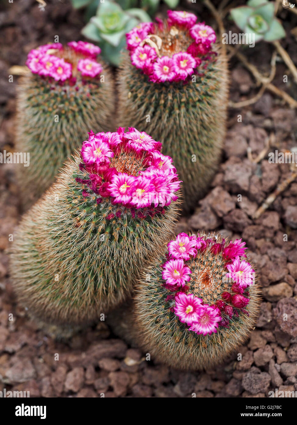 blooming cactus flower Photographed in Madrid Botanical Gardens Stock Photo