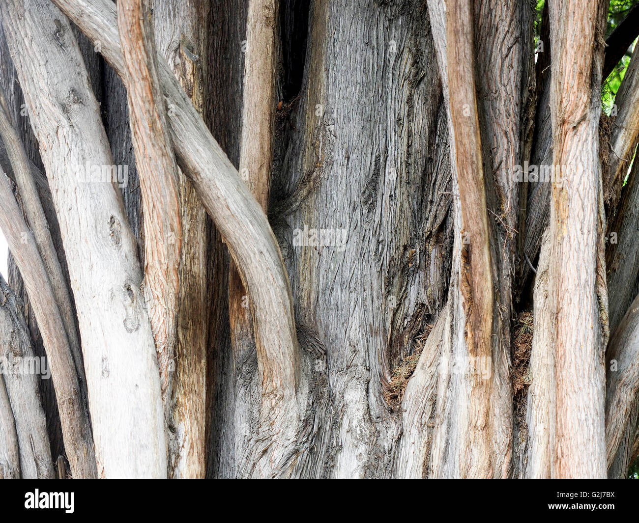 close up of a tree trunk Photographed in Madrid Botanical Gardens Stock Photo