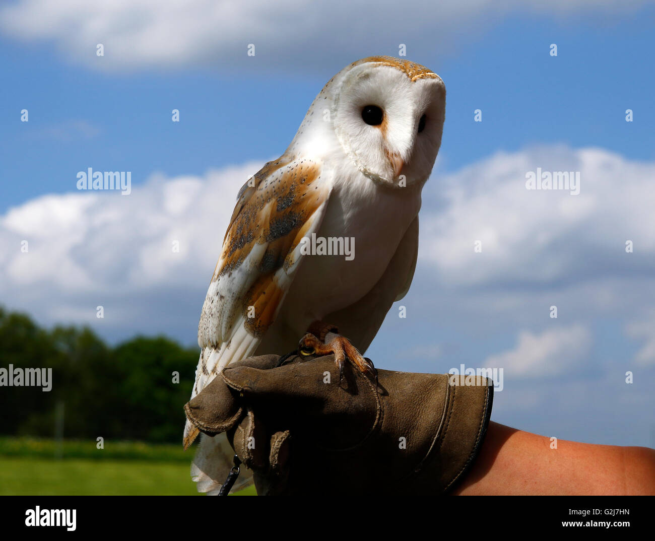 Beautiful White British Barn Owl Perched On A Falconer S Gloved