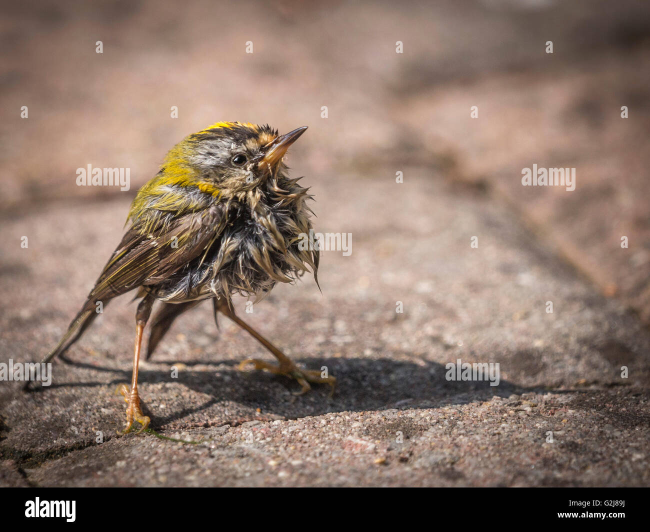 A Firecrest drying out Stock Photo