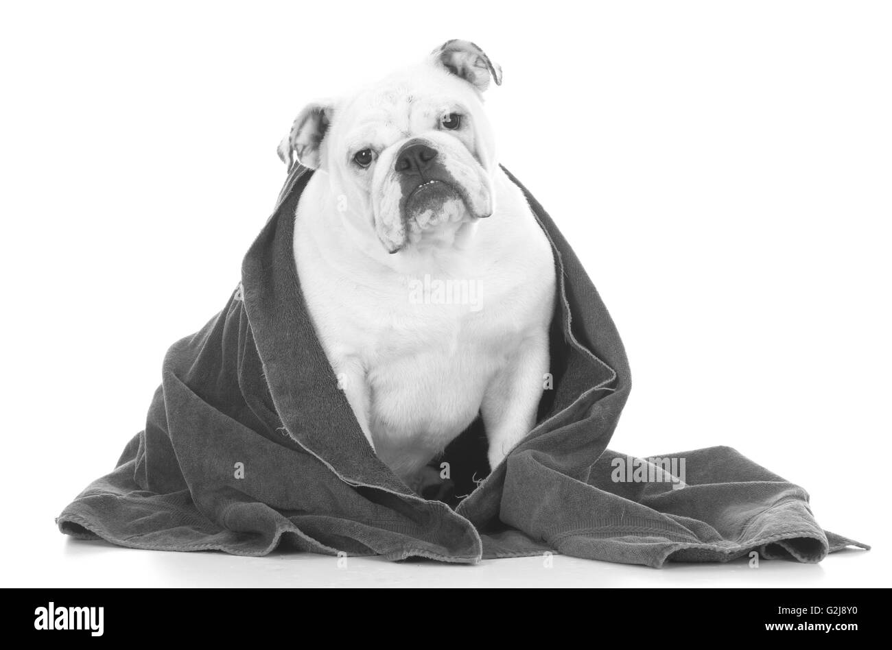 Wet bulldog shop