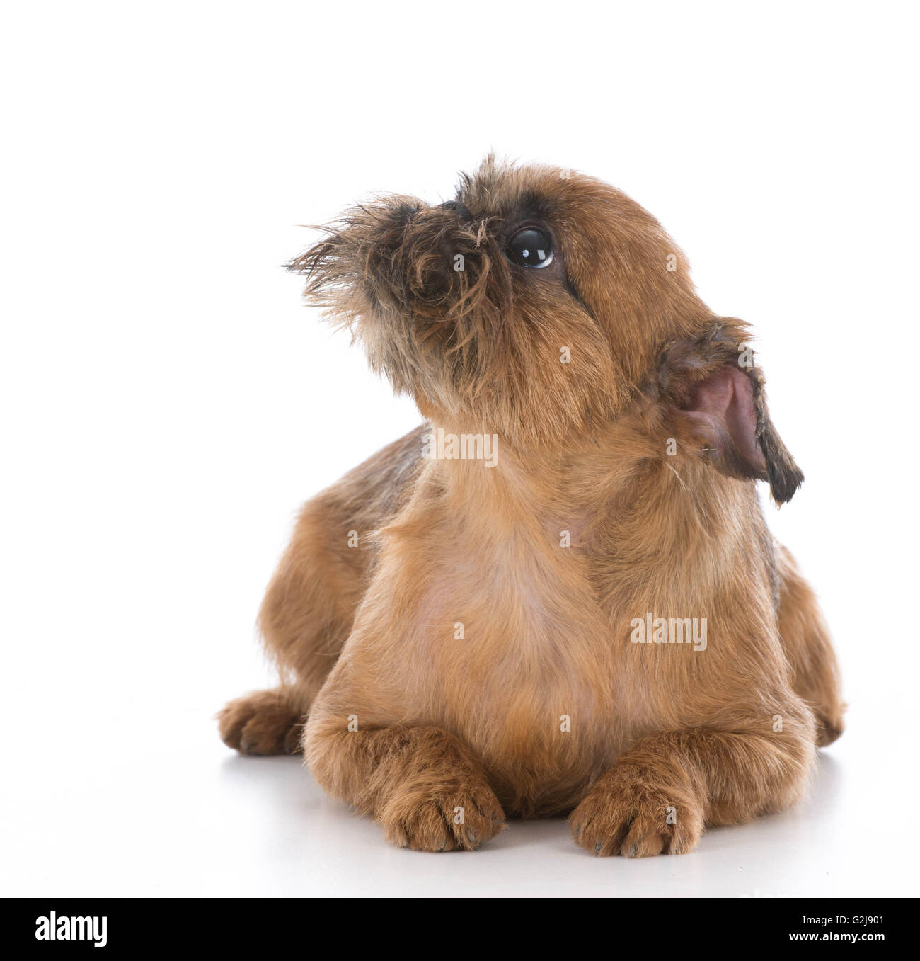 brussels griffon puppy laying down on white background Stock Photo