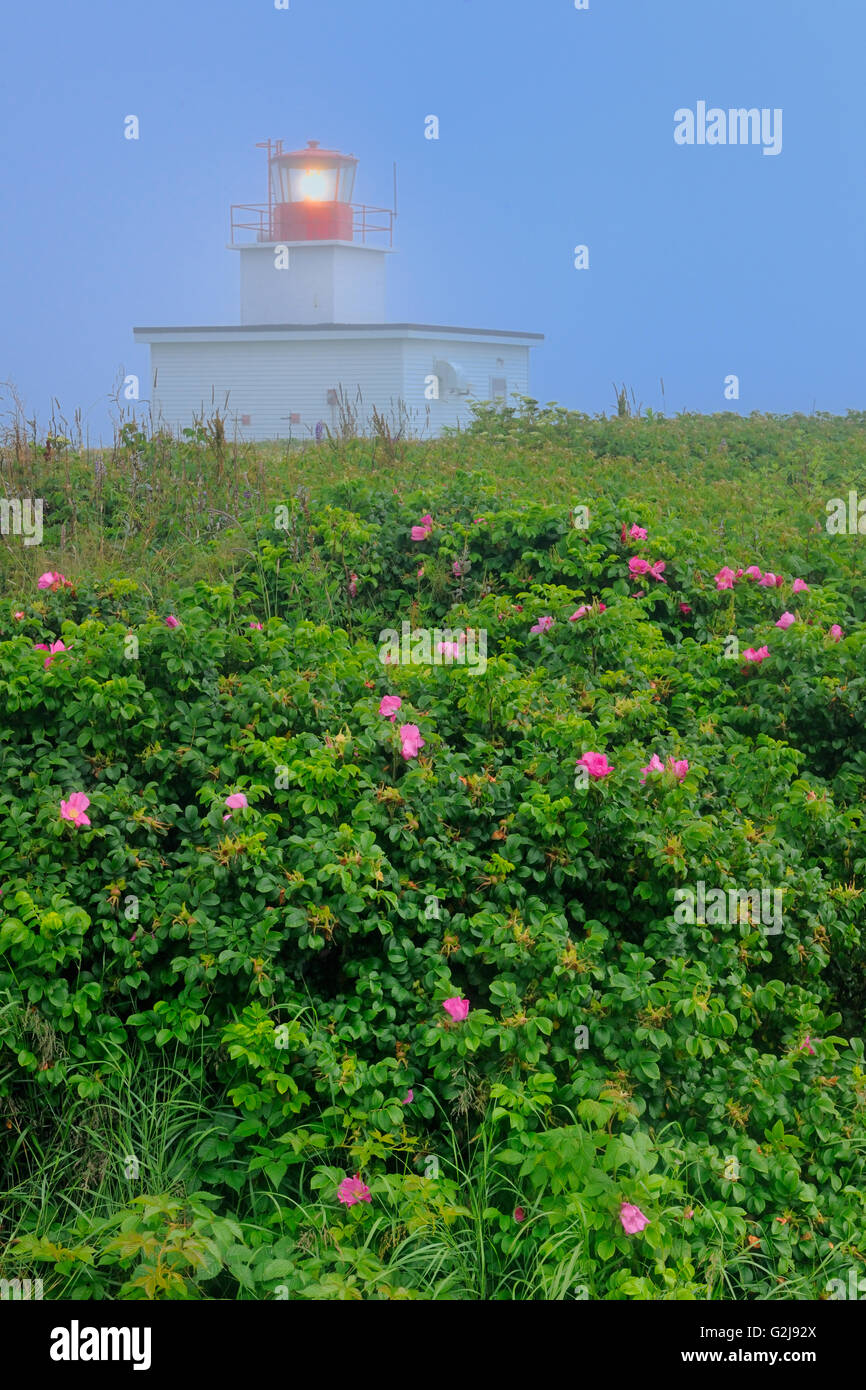 Grand Passage Lighthouse and rose bushes Brier Island Nova Scotia Canada Stock Photo