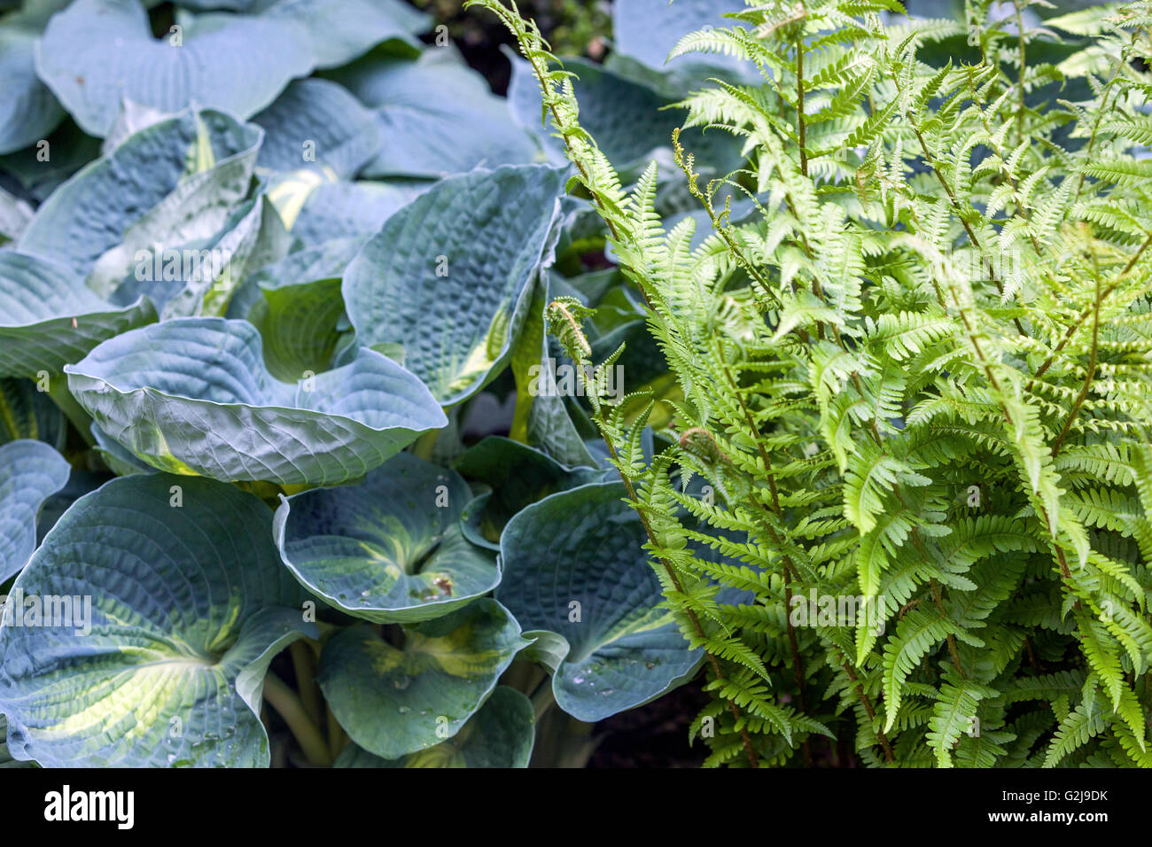 Decorative fern leaves hi-res stock photography and images - Alamy
