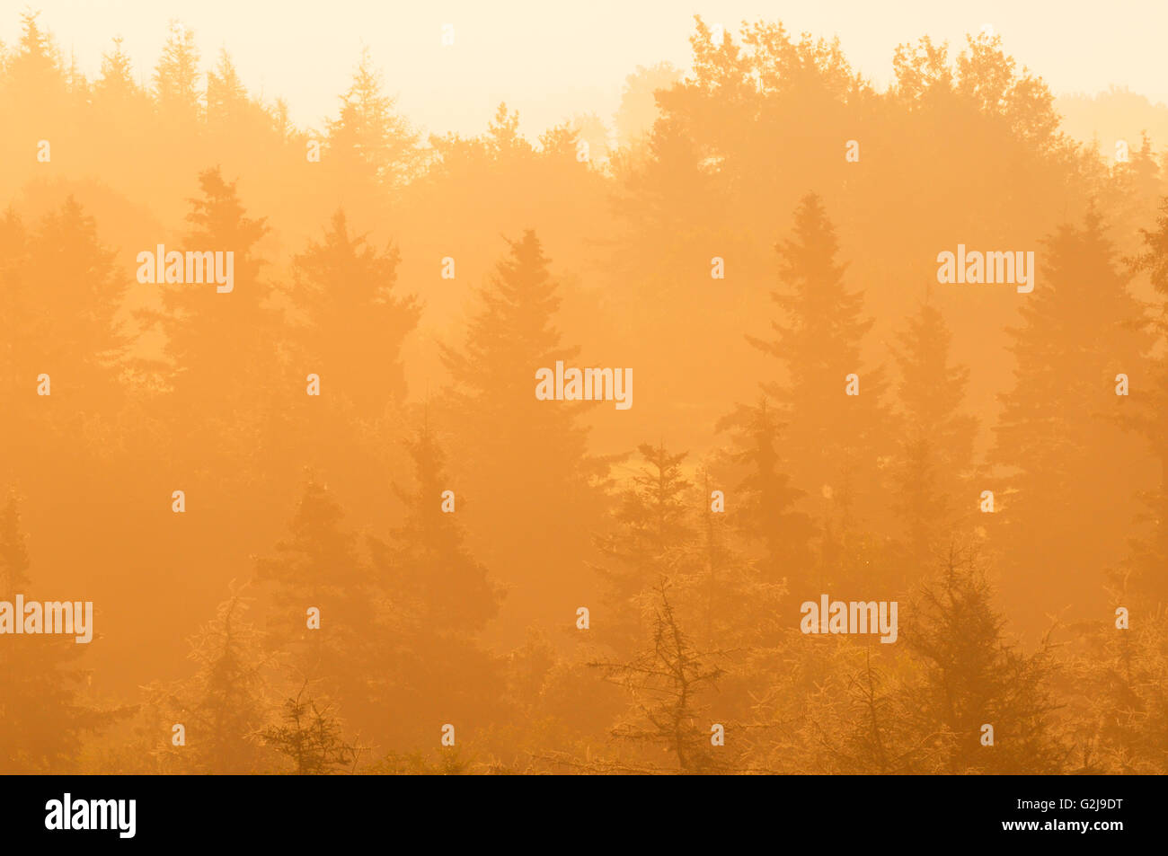 Fog sunset trees hi-res stock photography and images - Alamy