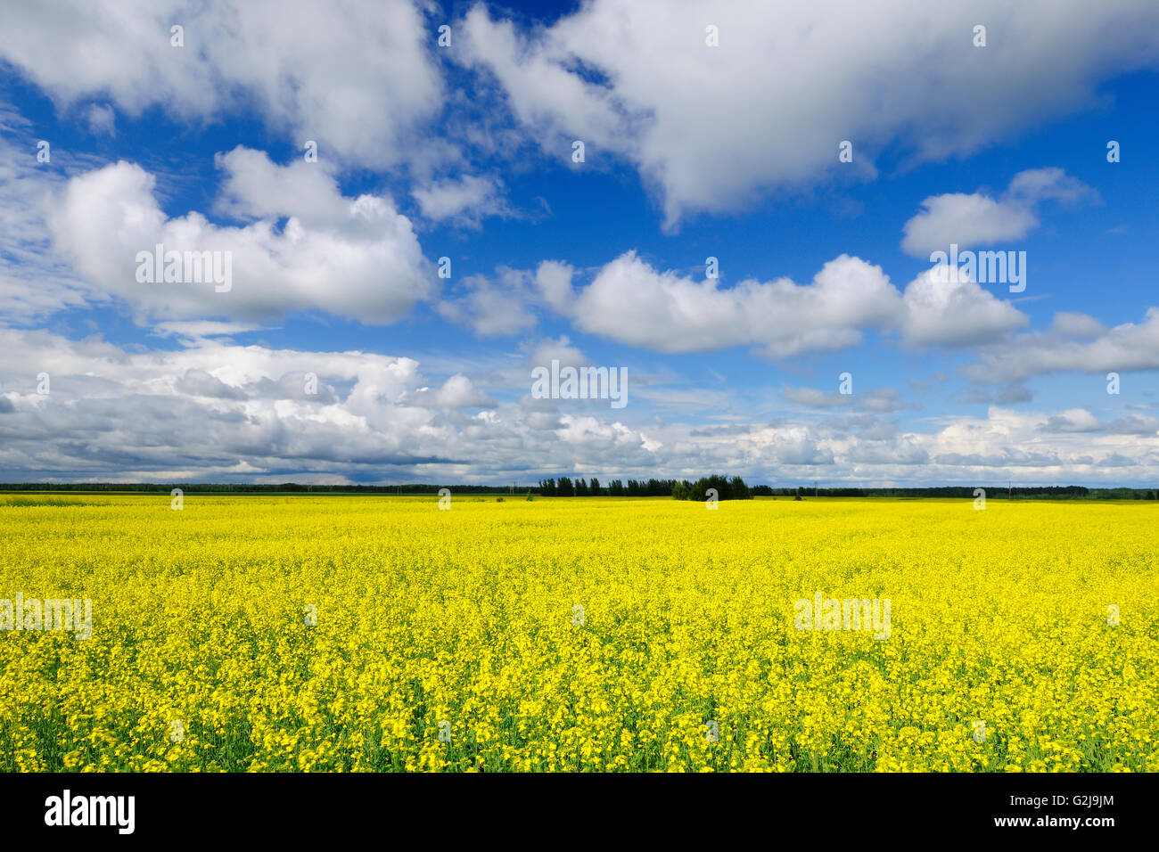 Canola and clouds La Dore Quebec Canada Stock Photo