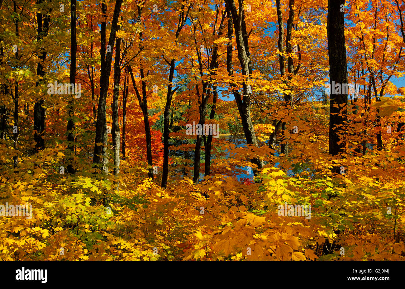 sugar maples in autumn splendor Gatineau Park Quebec Canada Stock Photo