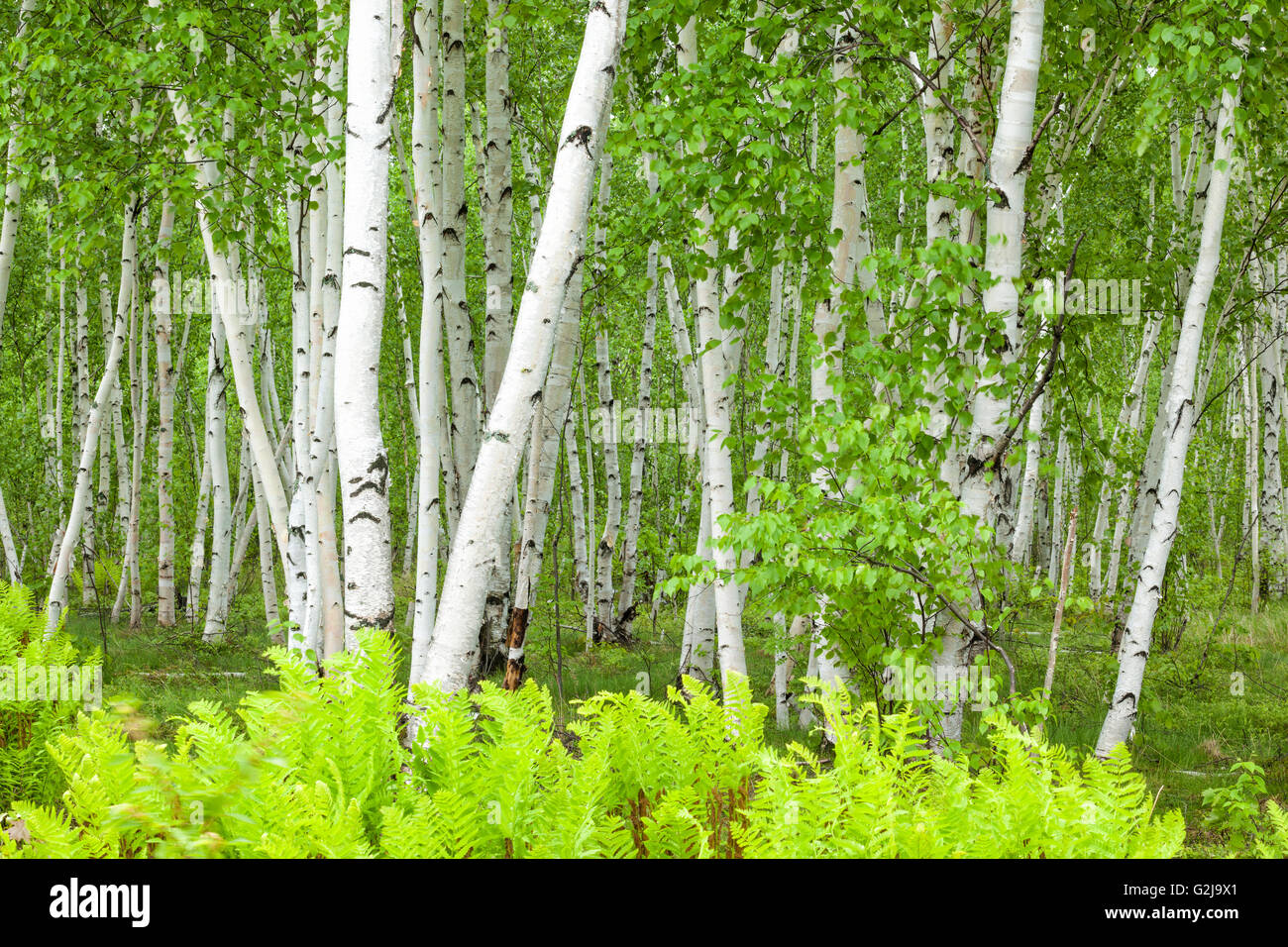 Birch grove in summer, Sudbury, Ontario, Canada Stock Photo