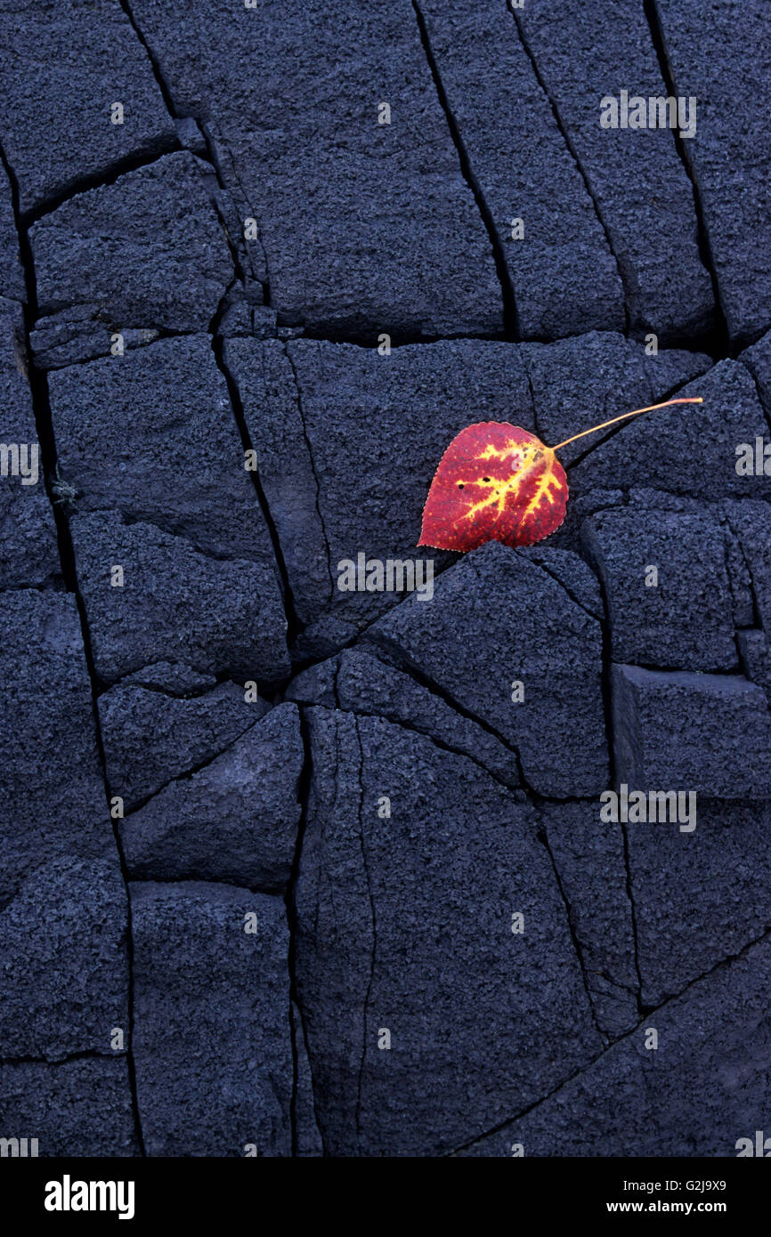 Fallen poplar leaf, Copper Cliff, Ontario, Canada Stock Photo Alamy