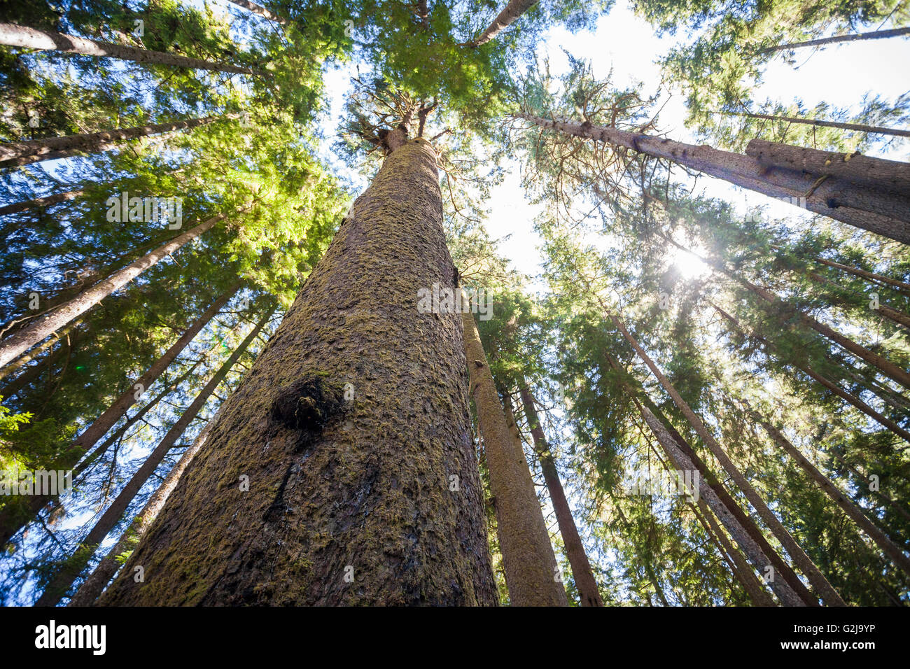 Looking up a tall Sitka spruce tree (Picea sitchensis) at China Beach in Juan de Fuca Provincal Park Vancouver Island BC Canada. Stock Photo