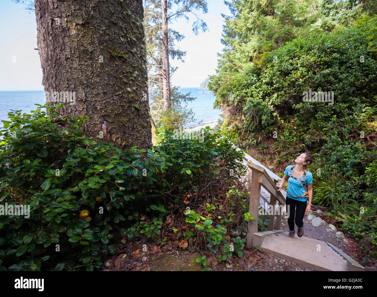 Young woman hiker looking a Sitka spruce tree (Picea sitchensis) Mystic Beach along Juan de Fuca Trail Vancouver Island BC Stock Photo