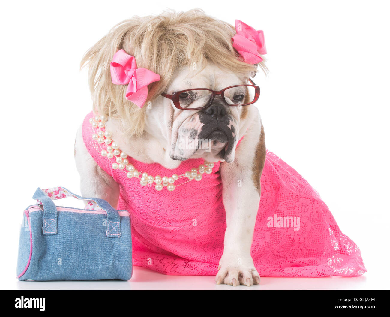 Dog dressed like human hi res stock photography and images Alamy