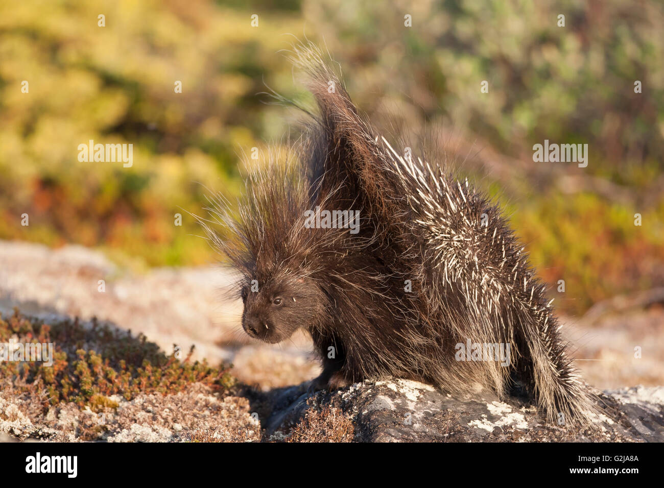 Porcupine, Erethizon dorsata, Hudson bay, Nunavik, Quebec,  Canada Stock Photo