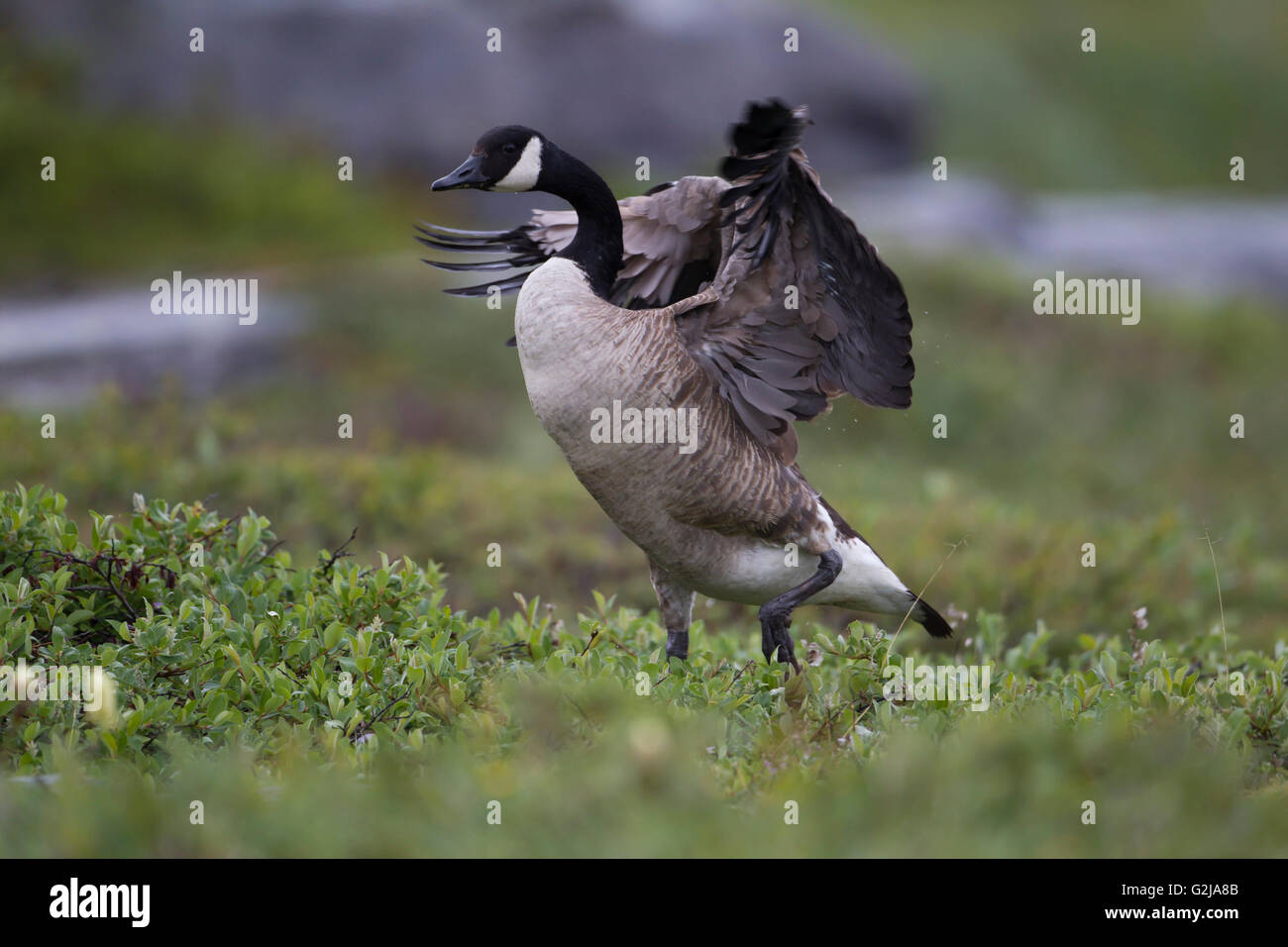 Canada quebec geese wildlife hi res stock photography and images