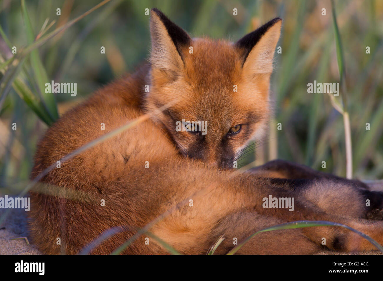 Red fox, Vulpes vulpes, In the tundra, Hudson bay, Nunavik, Quebec,  Canada Stock Photo