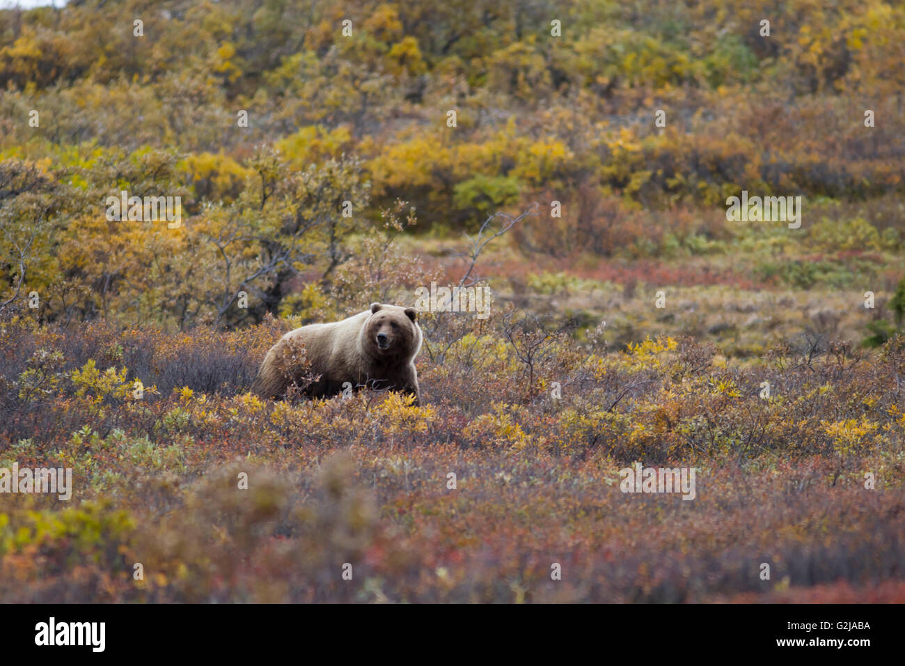 Grizzly bear, Ursus arctos horribilis, Denali national park, Alaska Stock Photo