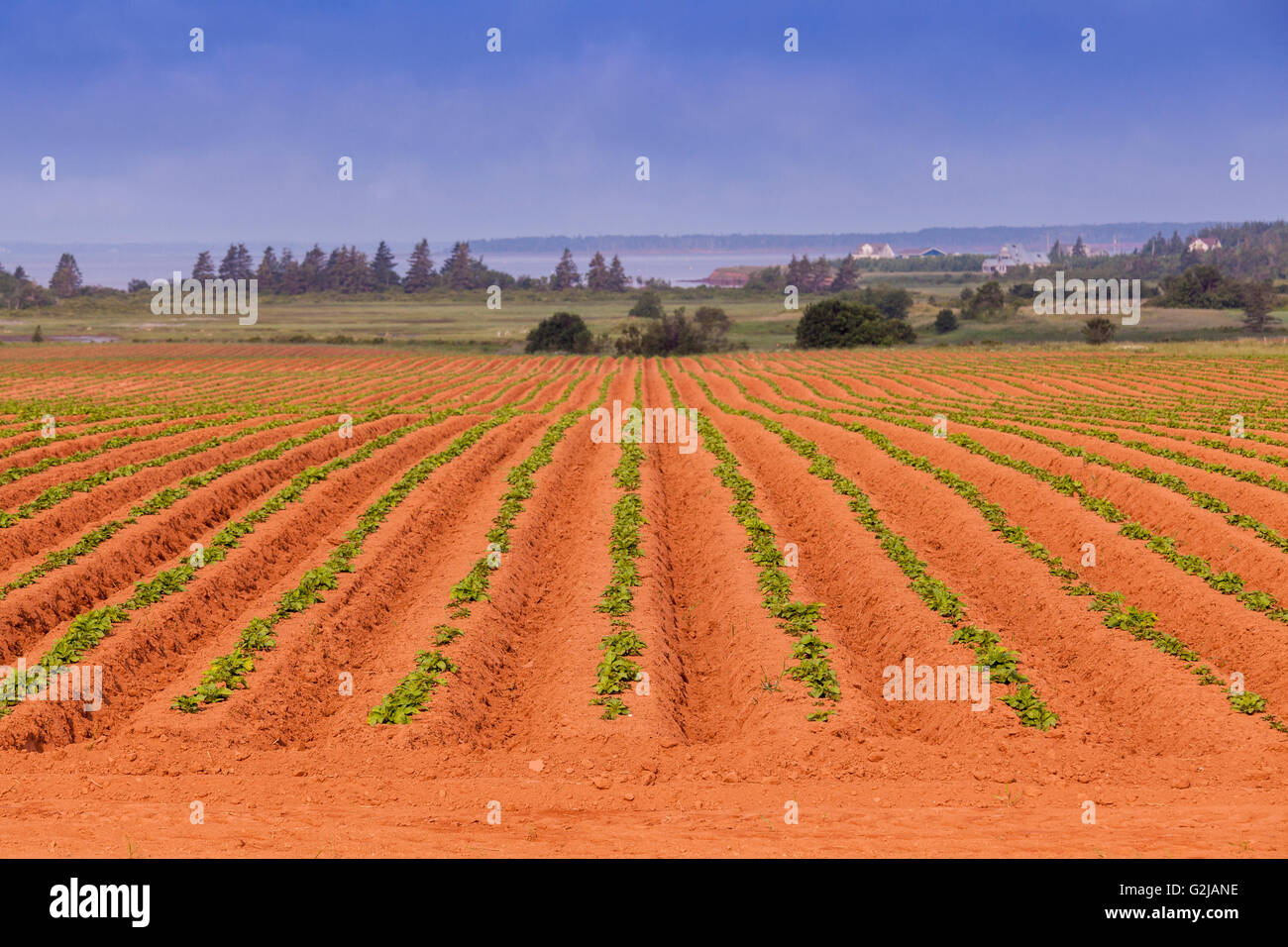 Red soil and potato field on Prince Edward Island, Canada Stock Photo